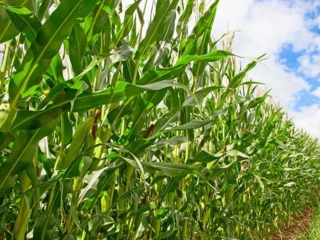 20240807093921328001