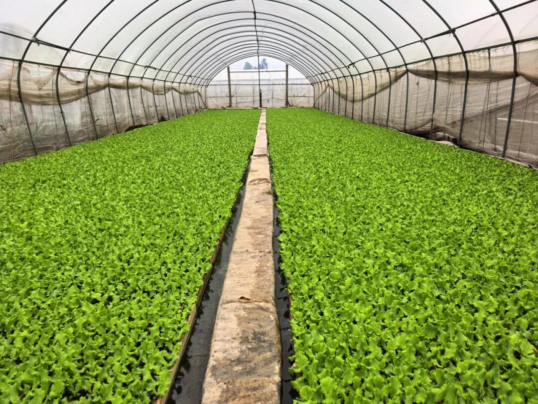 202602051770266485682818