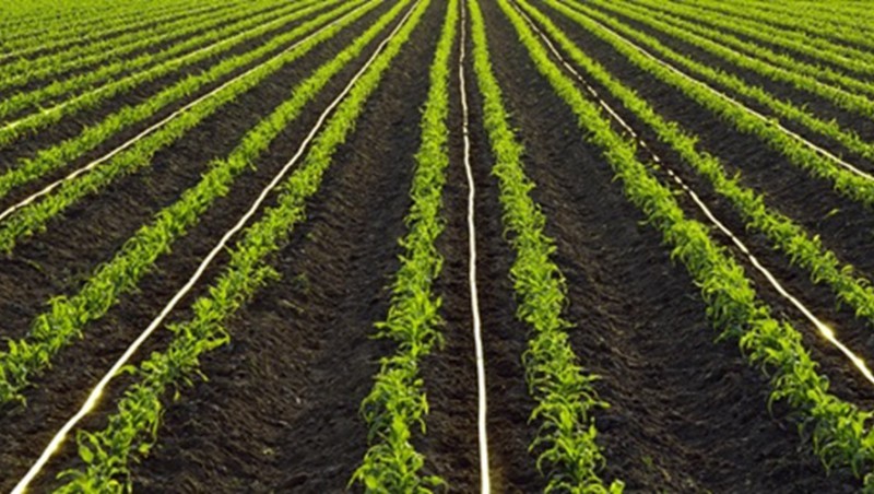 ���ɹſ���ǰ��2023�ꡰEPC+O���߳߶�ũ�ｨ����Ŀ