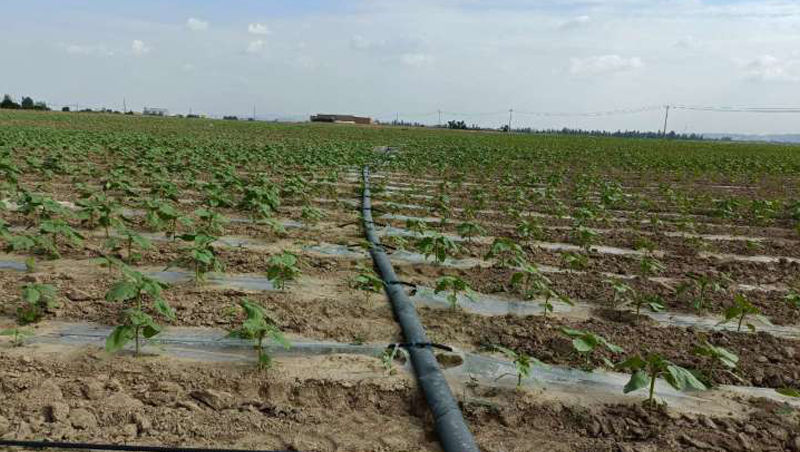 ����ʡ���������д�԰��2020��߳߶�ũ�ｨ����Ŀ